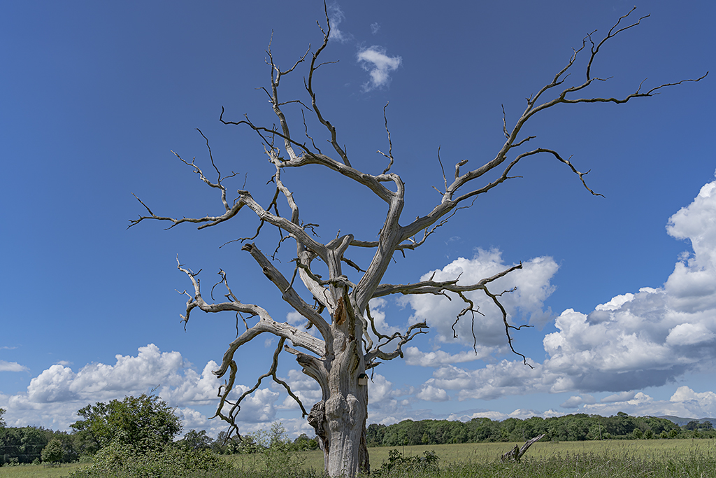 The Old Oak Tree